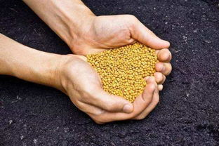 如何科學施肥，有效提升化肥利用率