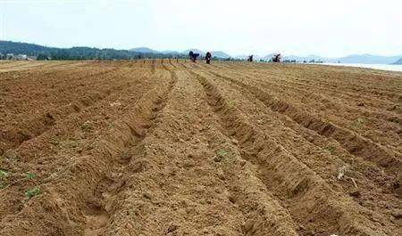 土壤告急 濫用肥料，讓大地“生病”，何談豐收？